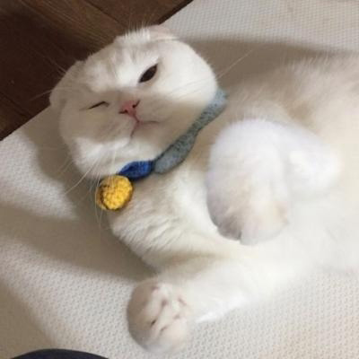 超级可爱的猫猫头像 猫猫图片大全可爱