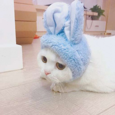 超级可爱的猫猫头像 猫猫图片大全可爱