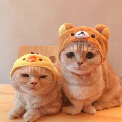 超级可爱的猫猫头像 猫猫图片大全可爱