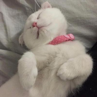 超级可爱的猫猫头像 猫猫图片大全可爱