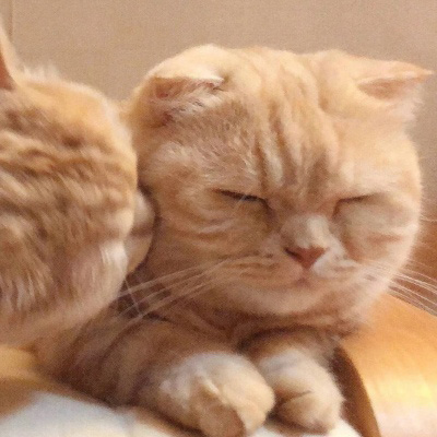 超级可爱的猫猫头像 猫猫图片大全可爱
