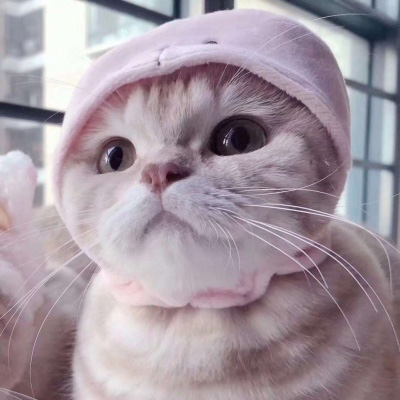 超级可爱的猫猫头像 猫猫图片大全可爱