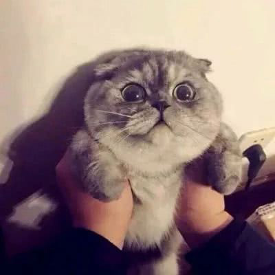 猫咪图片大全可爱头像 卡通猫和真猫萌萌的