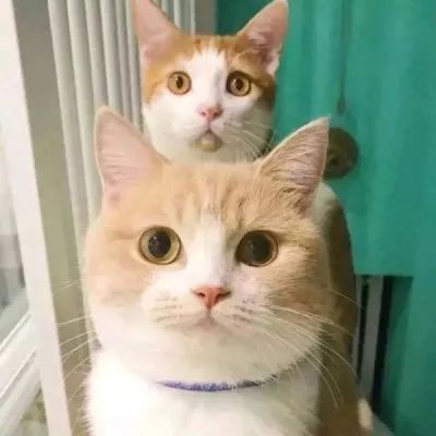 猫咪图片大全可爱头像 卡通猫和真猫萌萌的