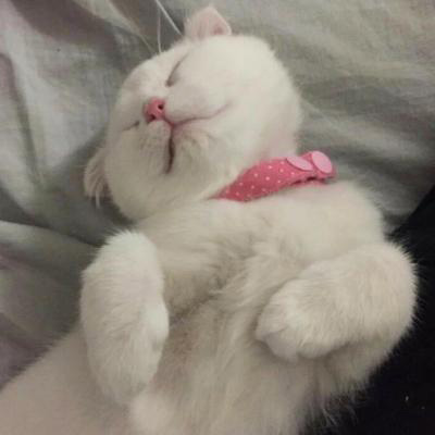 猫咪图片大全可爱头像 卡通猫和真猫萌萌的