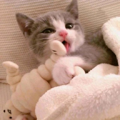 猫咪图片大全可爱头像 卡通猫和真猫萌萌的