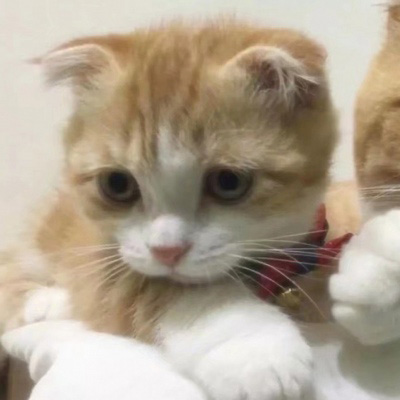 猫咪图片大全可爱头像 卡通猫和真猫萌萌的