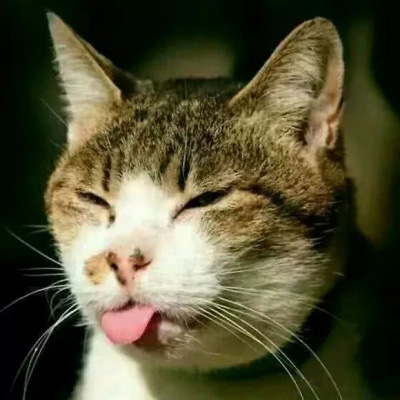 猫咪图片大全可爱头像 卡通猫和真猫萌萌的