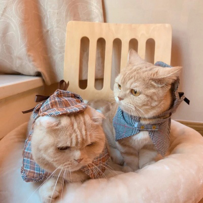 可爱猫头像 世上最可爱的猫咪图片