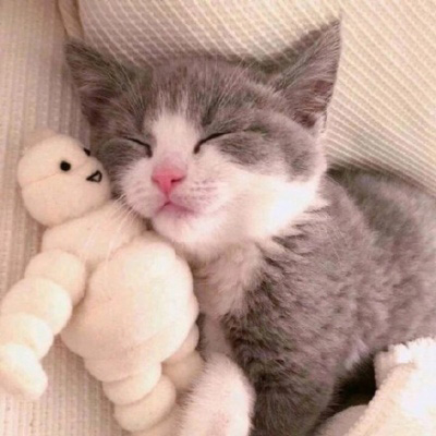 可爱猫头像 世上最可爱的猫咪图片