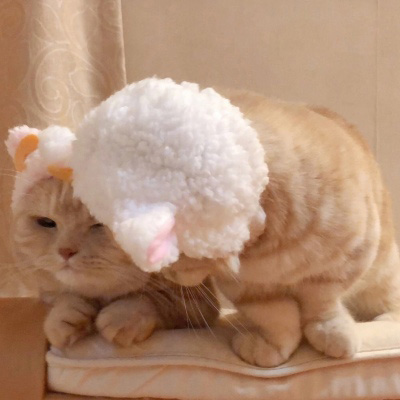 可爱猫头像 世上最可爱的猫咪图片