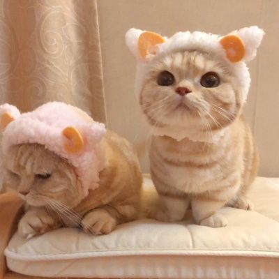 可爱猫头像 世上最可爱的猫咪图片