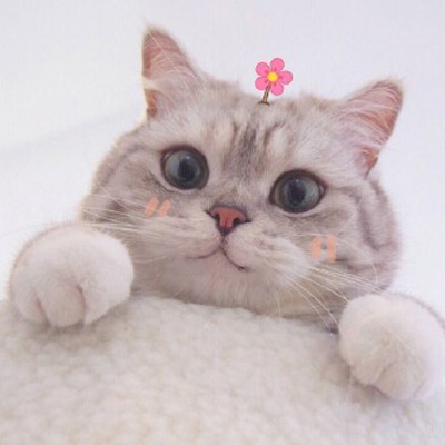 可爱猫头像 世上最可爱的猫咪图片