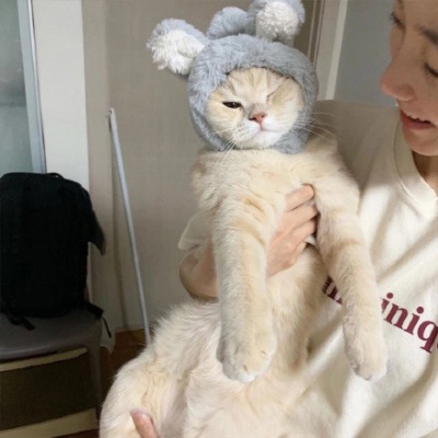 可爱猫头像 世上最可爱的猫咪图片