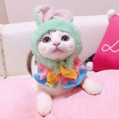 可爱猫头像 世上最可爱的猫咪图片
