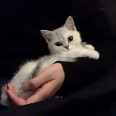 可爱猫头像 世上最可爱的猫咪图片