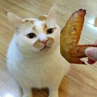 可爱猫头像 世上最可爱的猫咪图片