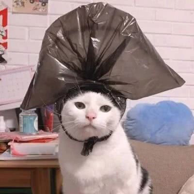 可爱猫头像 世上最可爱的猫咪图片