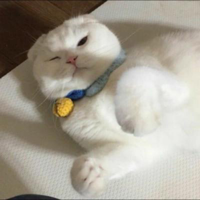 可爱猫头像 世上最可爱的猫咪图片