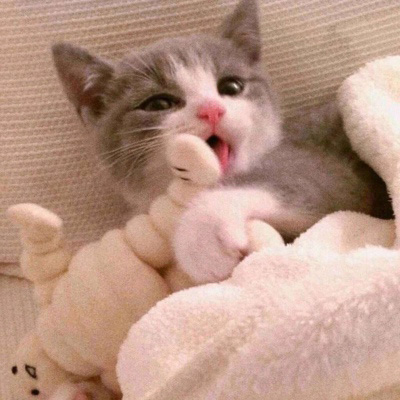 可爱猫头像 世上最可爱的猫咪图片