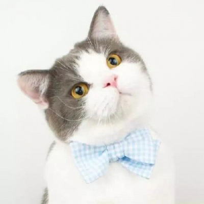 可爱猫头像 世上最可爱的猫咪图片