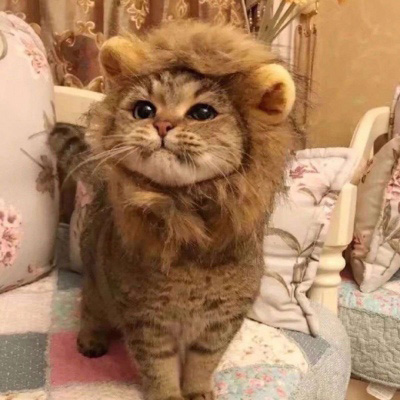 可爱猫头像 世上最可爱的猫咪图片