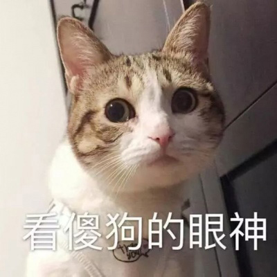 可爱猫头像 世上最可爱的猫咪图片