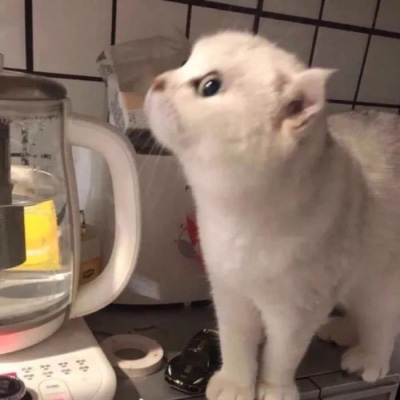 小猫咪头像 可爱猫咪萌宠图片头像