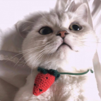 小猫咪头像 可爱猫咪萌宠图片头像