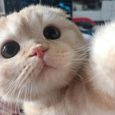 小猫咪头像 可爱猫咪萌宠图片头像
