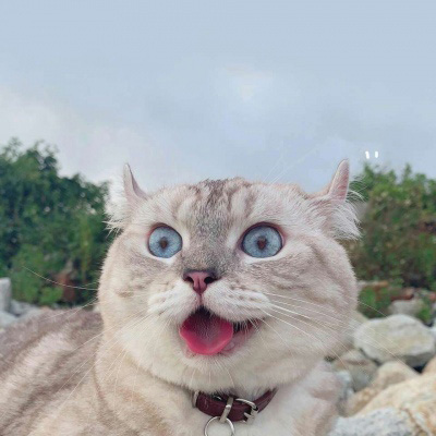 小猫咪头像 可爱猫咪萌宠图片头像