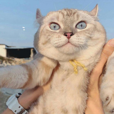 小猫咪头像 可爱猫咪萌宠图片头像