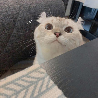 小猫咪头像 可爱猫咪萌宠图片头像