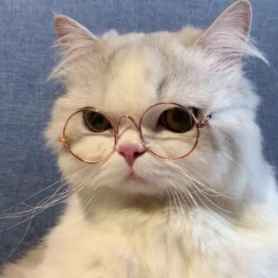 小猫咪头像 可爱猫咪萌宠图片头像