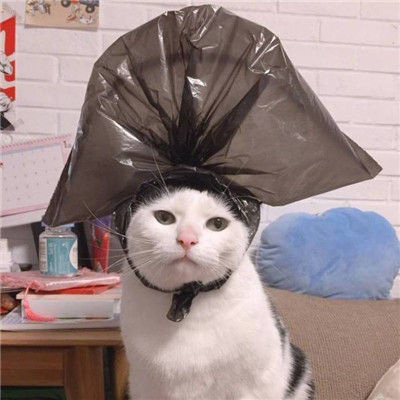 小猫咪头像 可爱猫咪萌宠图片头像