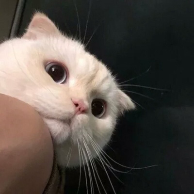 小猫咪头像 可爱猫咪萌宠图片头像