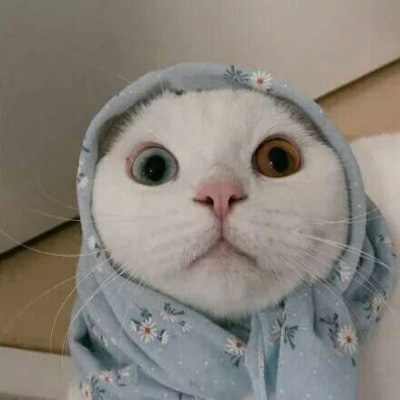 小猫咪头像 可爱猫咪萌宠图片头像