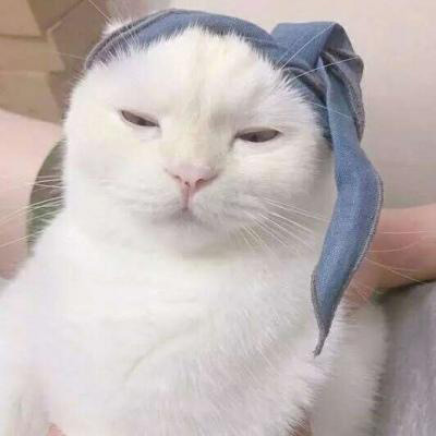 小猫咪头像 可爱猫咪萌宠图片头像