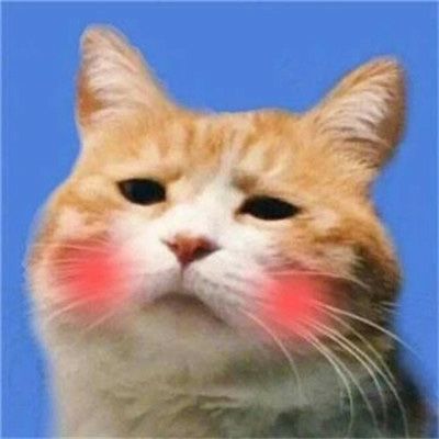 小猫咪头像 可爱猫咪萌宠图片头像