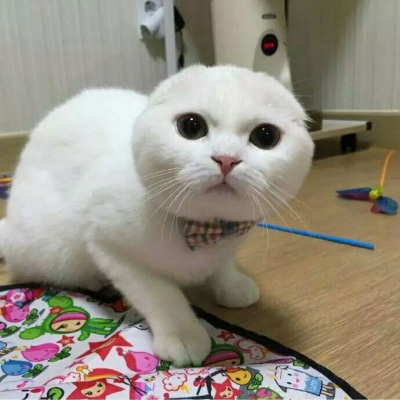 小猫咪头像 可爱猫咪萌宠图片头像