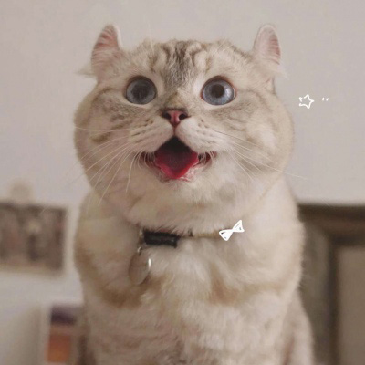 小猫咪头像 可爱猫咪萌宠图片头像
