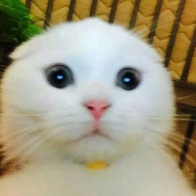 小猫咪头像 可爱猫咪萌宠图片头像