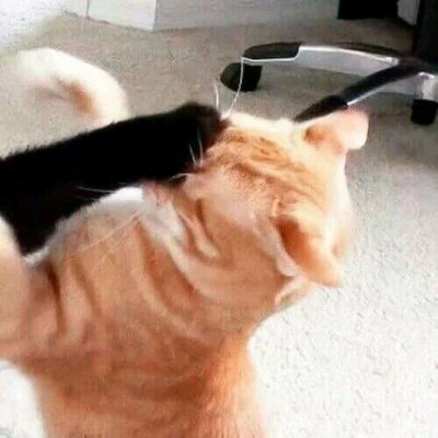 微信头像猫咪图片大全 用猫做头像的的女人和男人