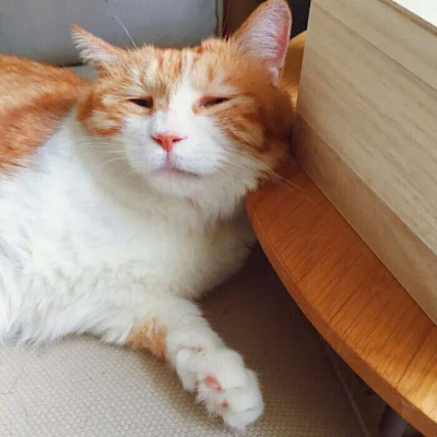 微信头像猫咪图片大全 用猫做头像的的女人和男人