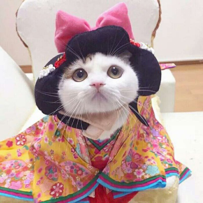 微信头像猫咪图片大全 用猫做头像的的女人和男人