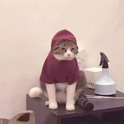 微信头像猫咪图片大全 用猫做头像的的女人和男人