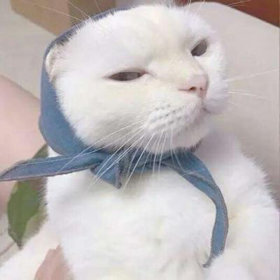 微信头像猫咪图片大全 用猫做头像的的女人和男人
