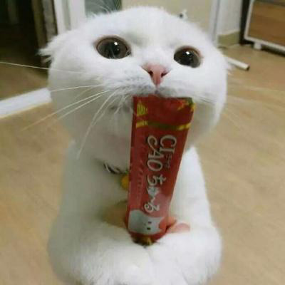 微信头像猫咪图片大全 用猫做头像的的女人和男人