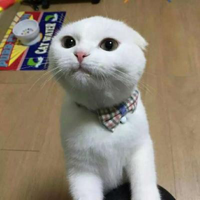 微信头像猫咪图片大全 用猫做头像的的女人和男人