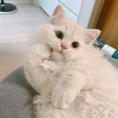 微信头像猫咪图片大全 用猫做头像的的女人和男人
